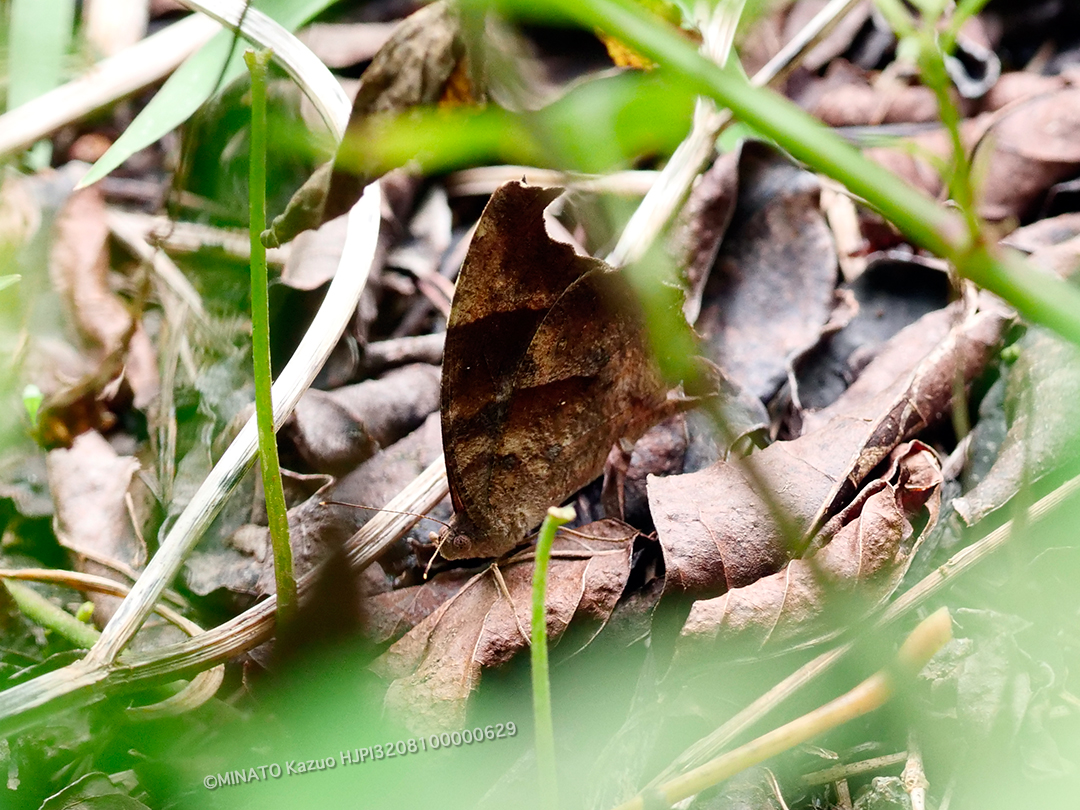 ウスイロコノマチョウ