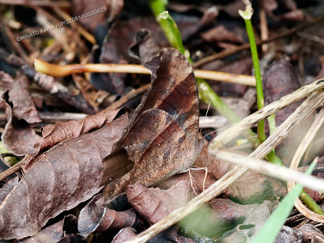ウスイロコノマチョウ