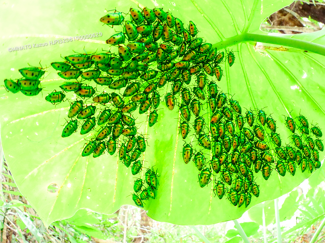 ナナホシキンカメムシ