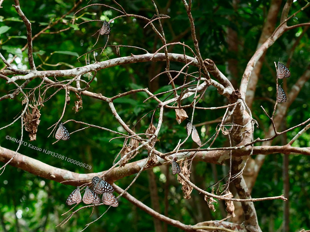 リュウキュウアサギマダラ