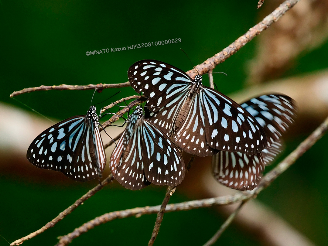 リュウキュウアサギマダラ