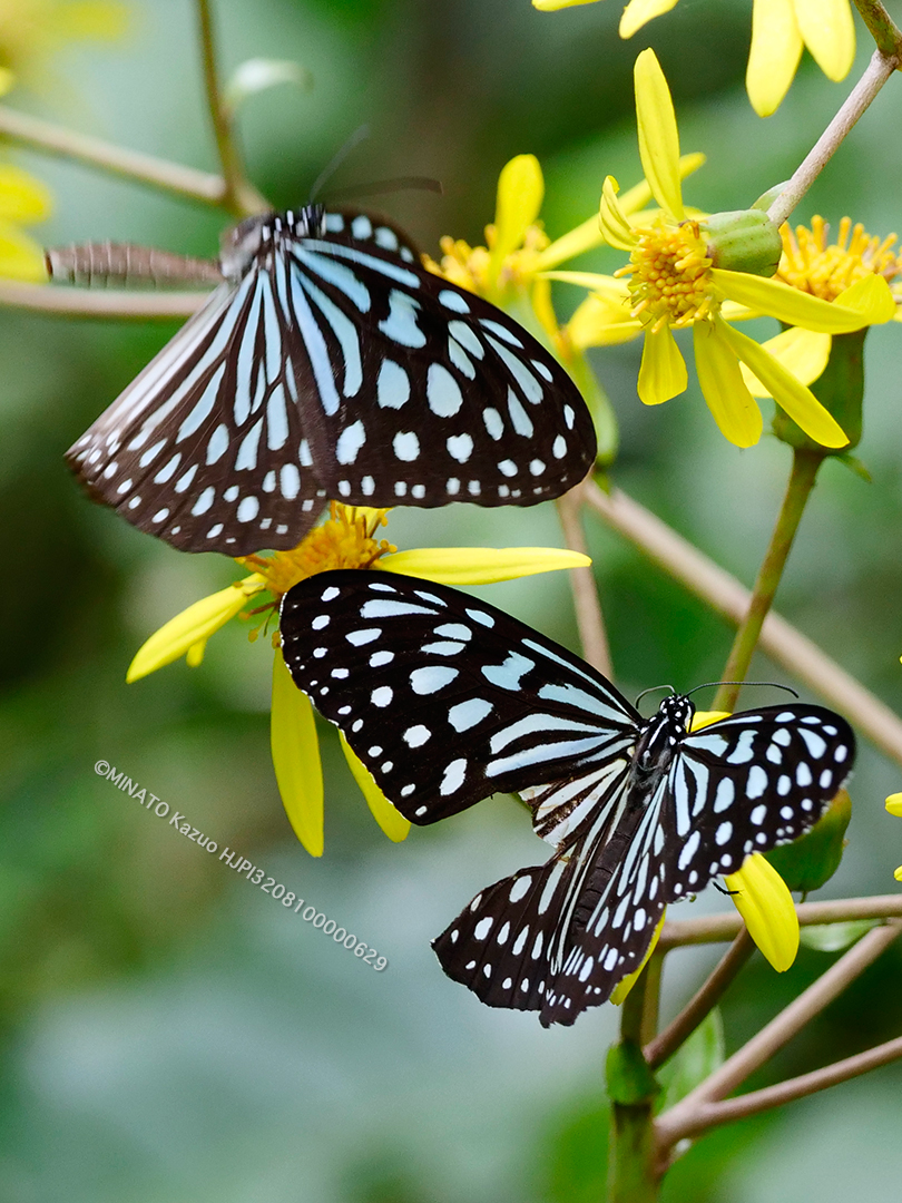 リュウキュウアサギマダラ