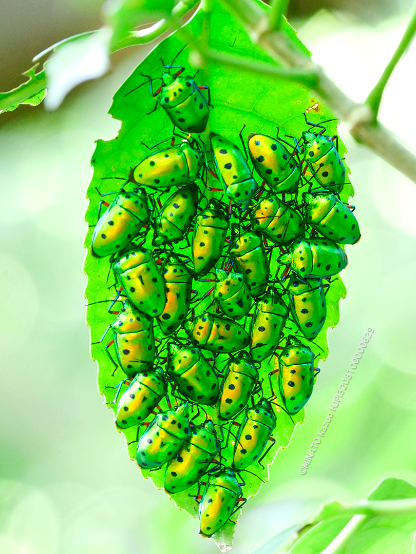 ナナホシキンカメムシ