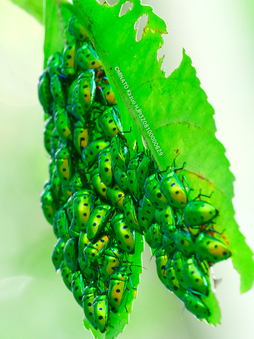 ナナホシキンカメムシ