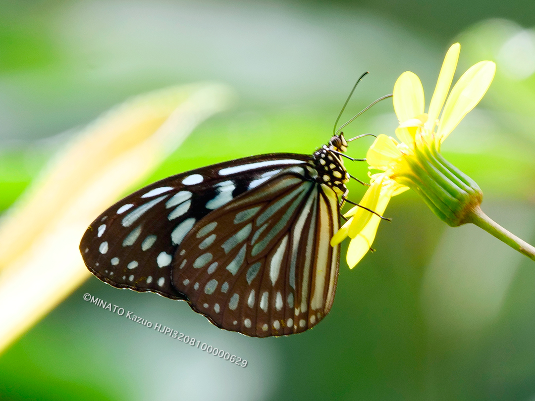 リュウキュウアサギマダラ