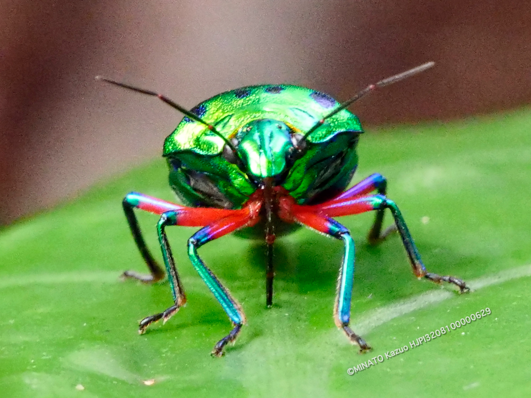 ナナホシキンカメムシ