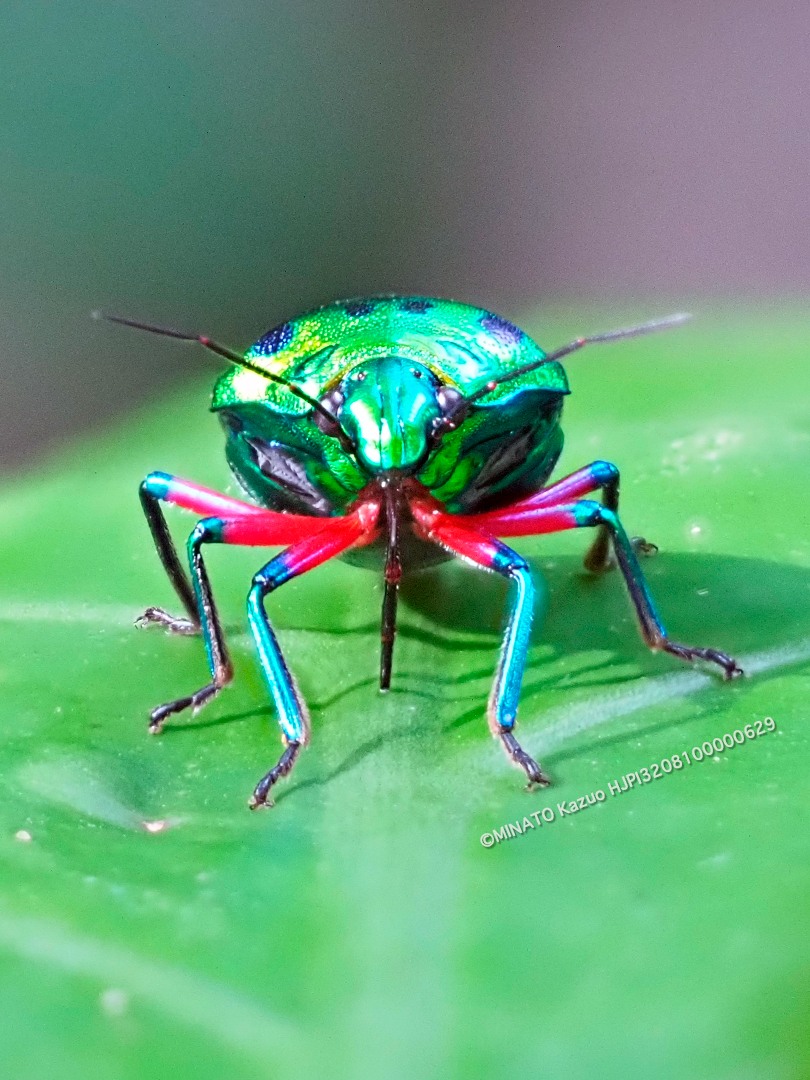 ナナホシキンカメムシ