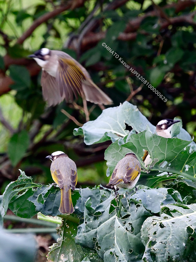 ヤエヤマシロガシラ