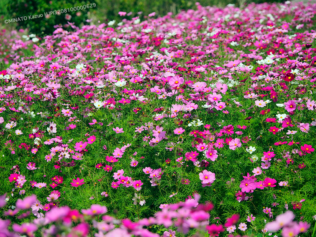 コスモス畑