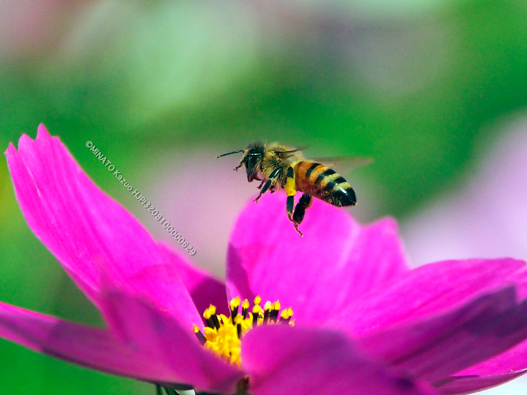 セイヨウミツバチ