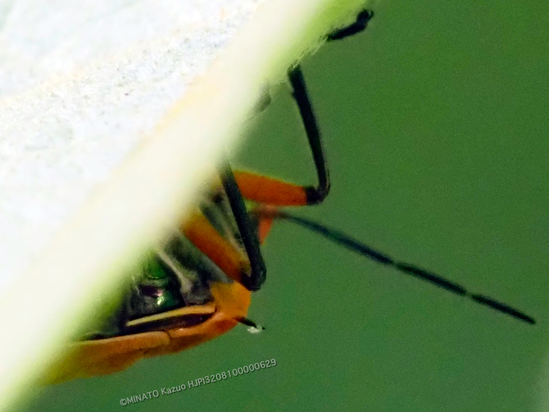 アカギカメムシ有棘型