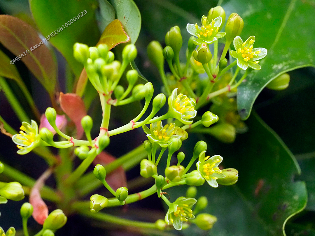 タブノキ花