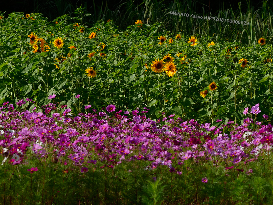 コスモスとヒマワリ