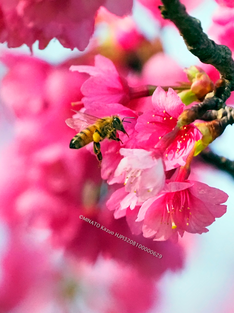 セイヨウミツバチ