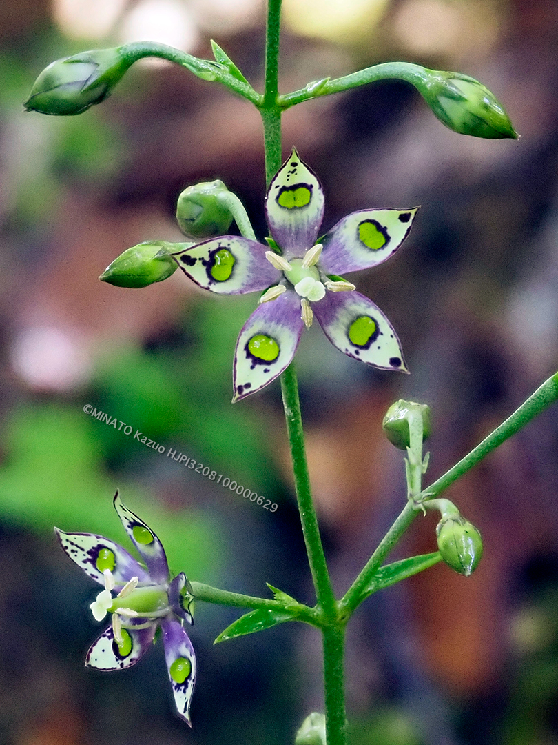 ヘツカリンドウ