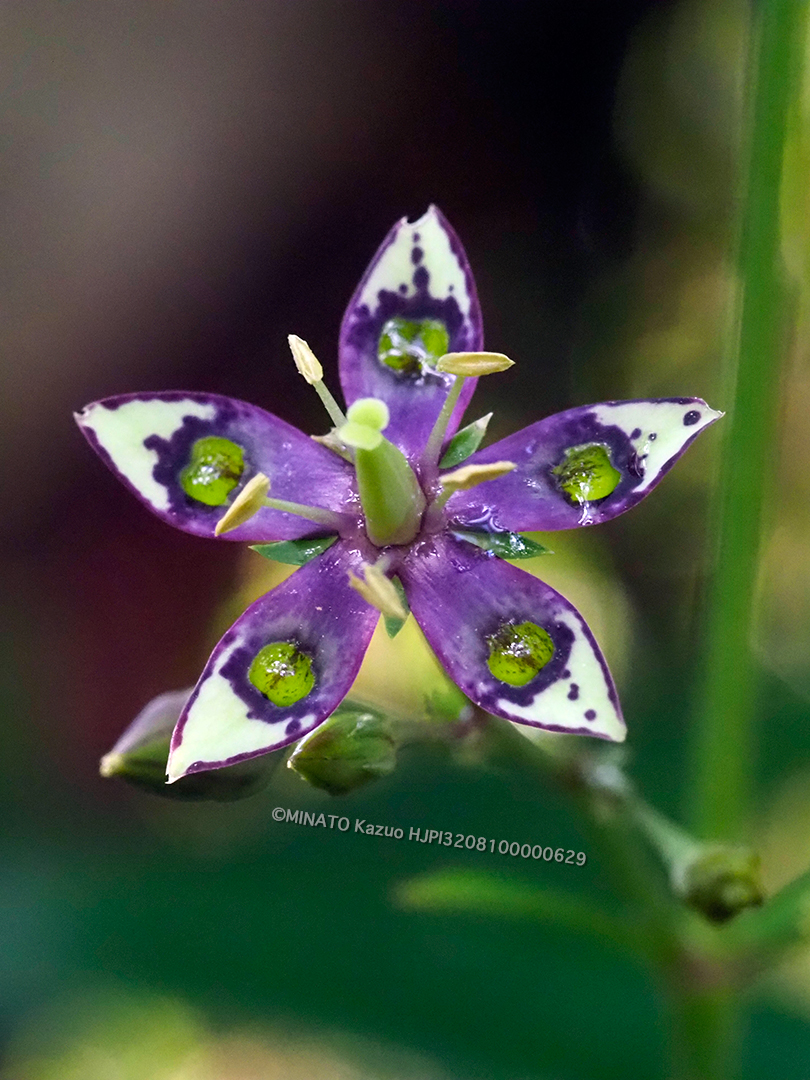 ヘツカリンドウ
