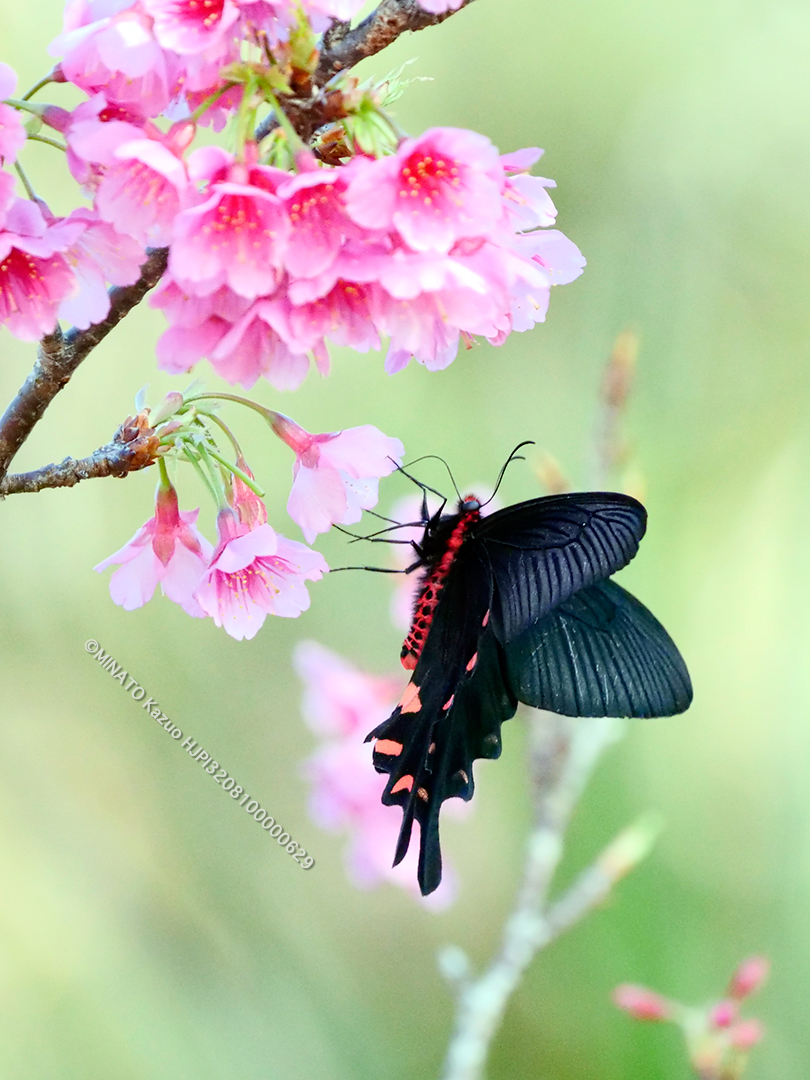 ジャコウアゲハ