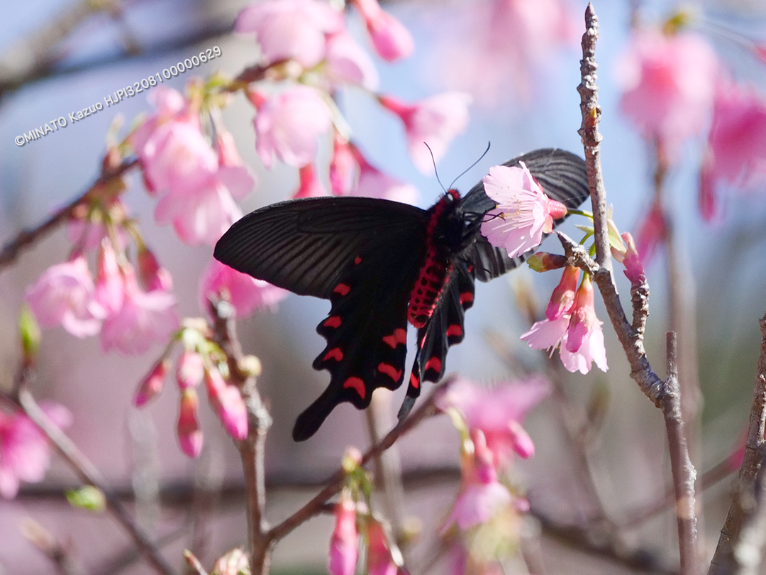 ジャコウアゲハ