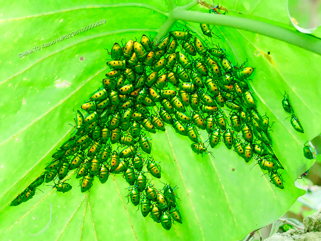 ナナホシキンカメムシ