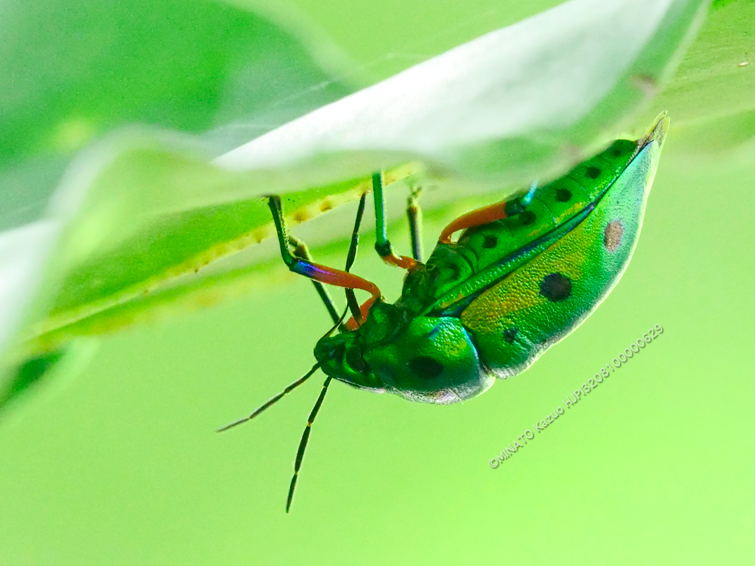 ナナホシキンカメムシ
