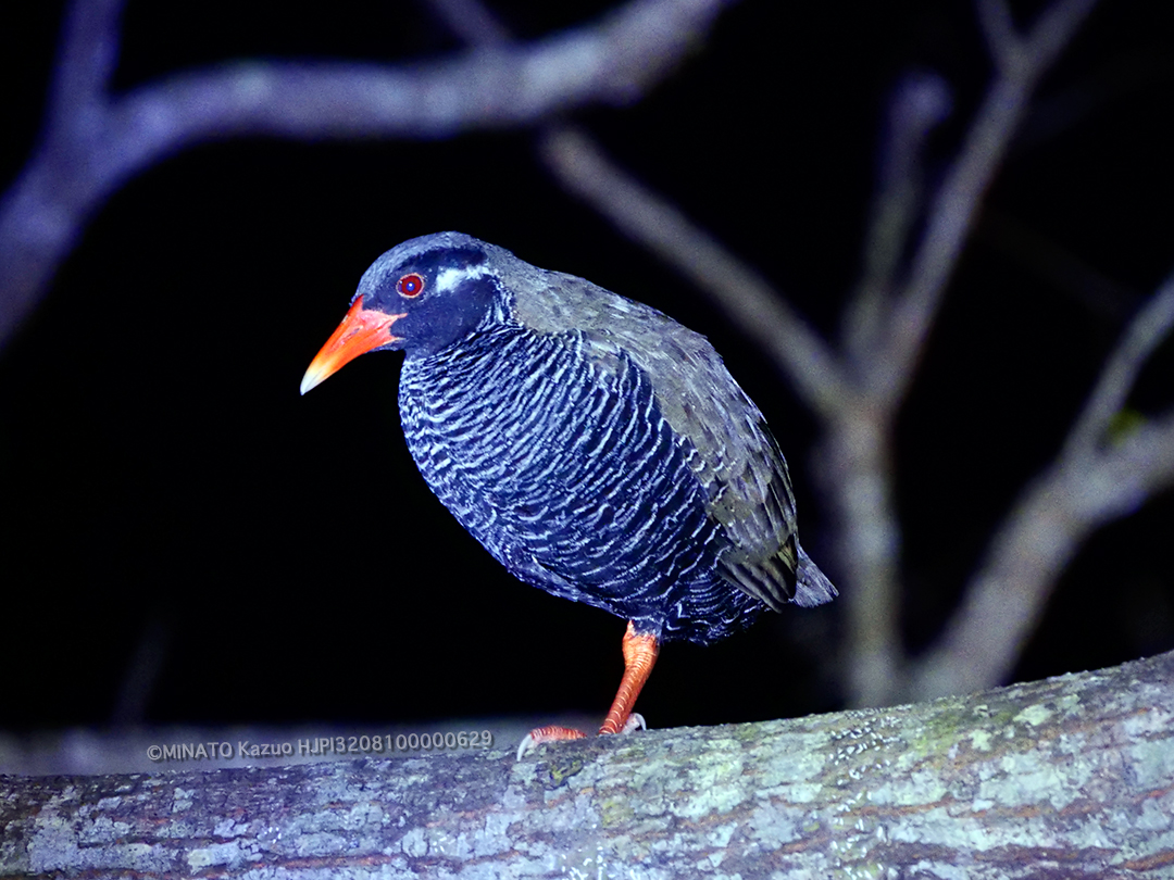 ヤンバルクイナ