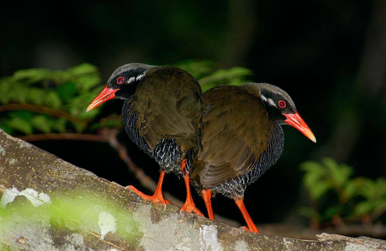 ヤンバルクイナ・ペア(2003年撮影）
