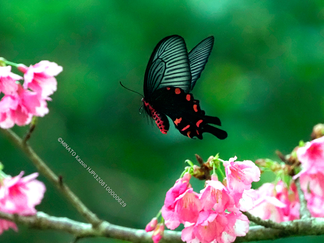 ジャコウアゲハ