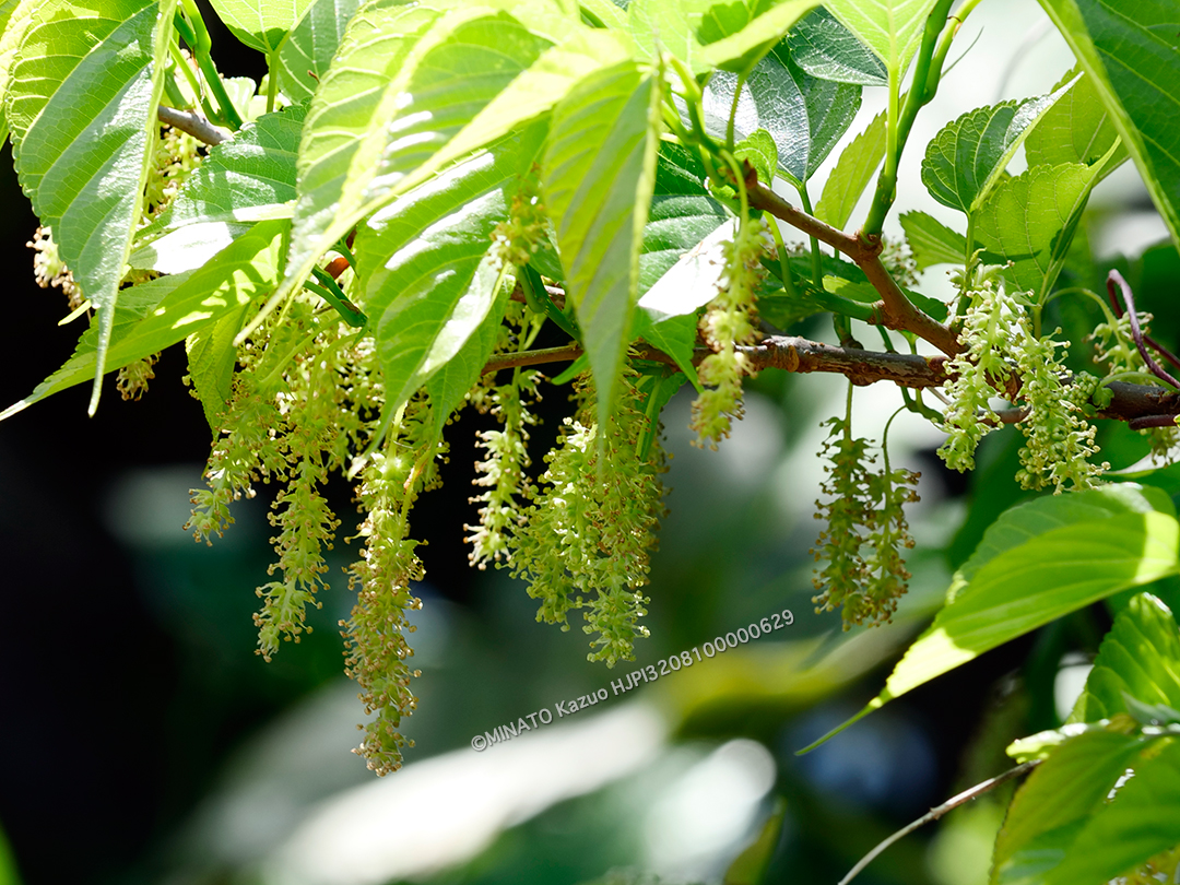 シマグワ雌花