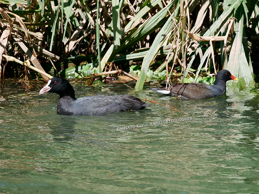 バンとオオバン