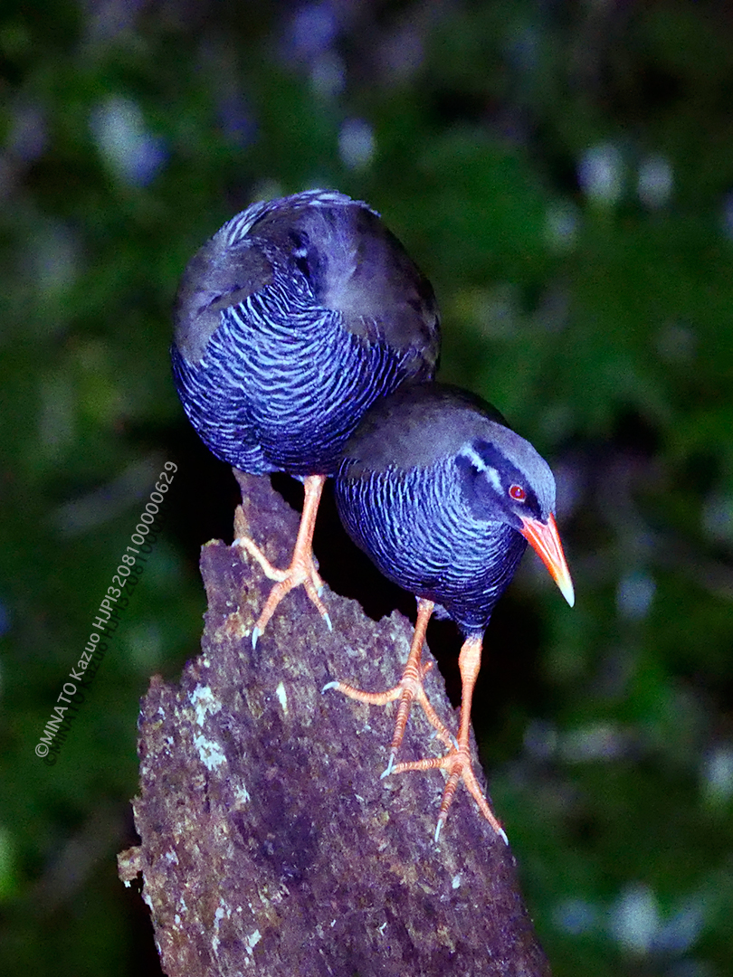 ヤンバルクイナ