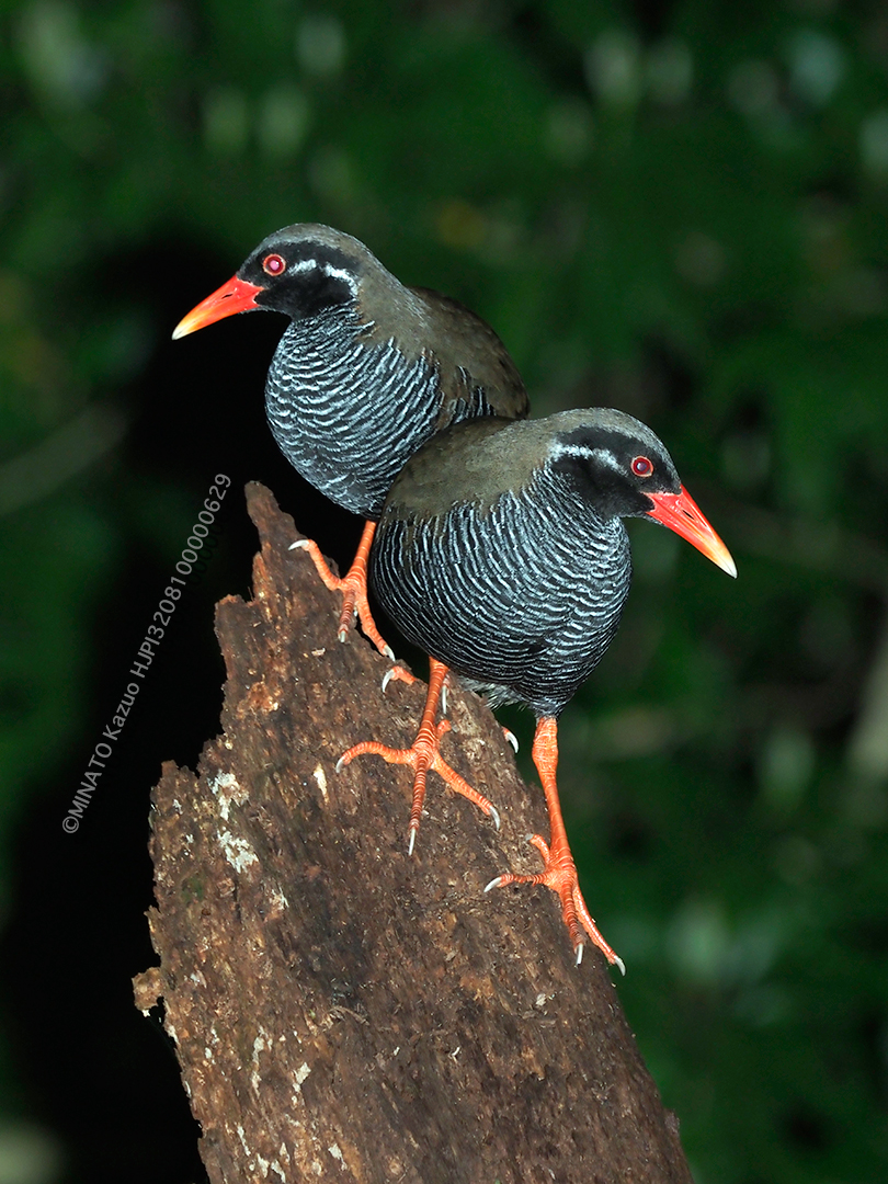 ヤンバルクイナ