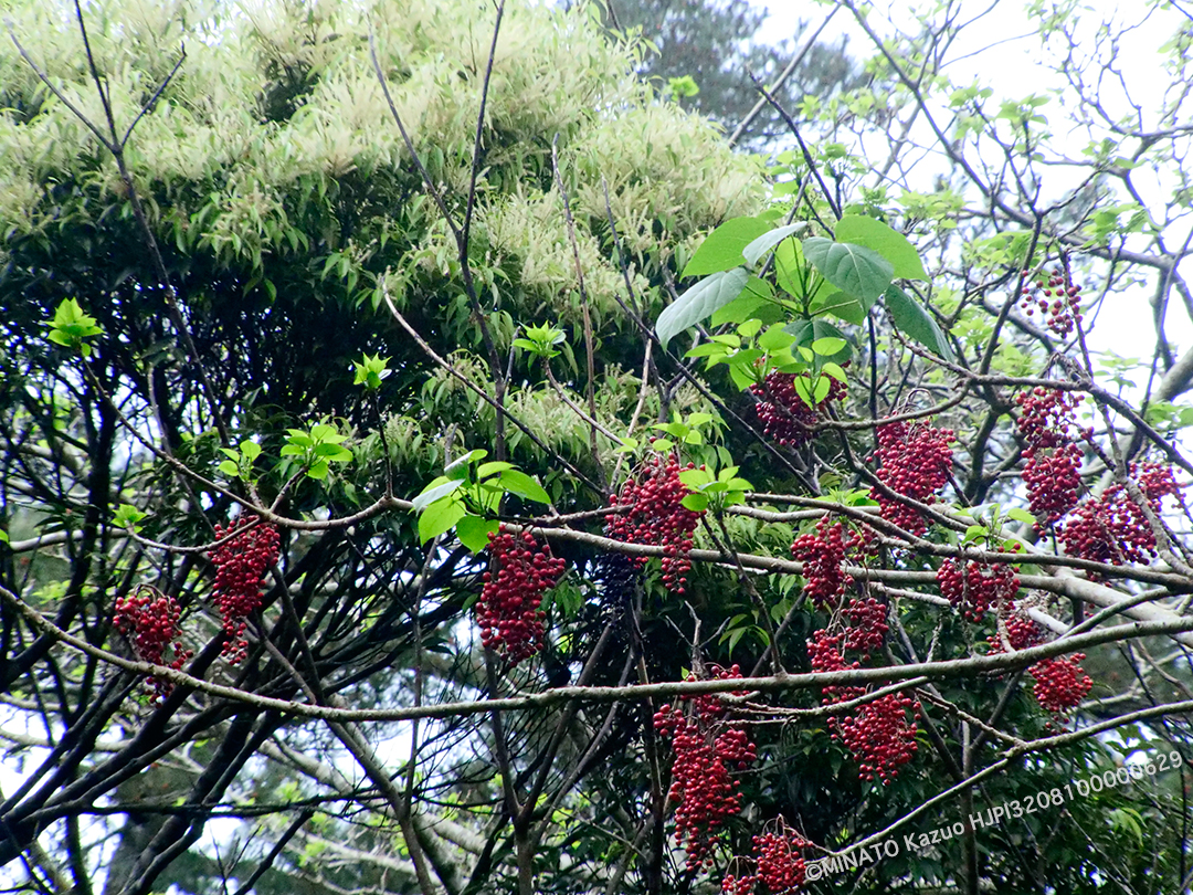 イイギリとイタジイ