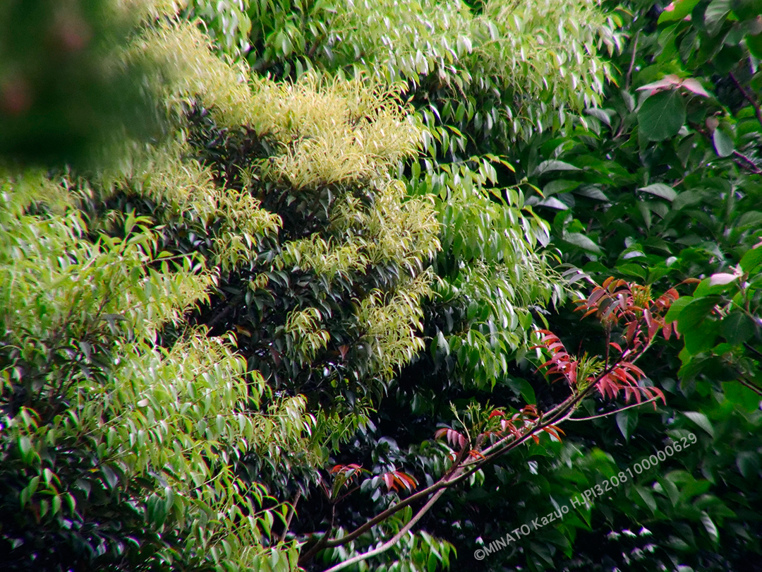 イタジイとハゼノキ