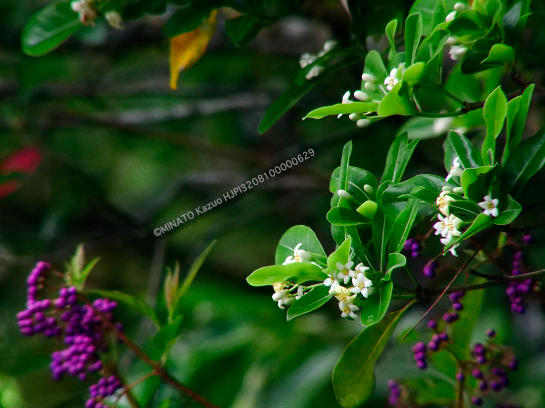トベラとオオムラサキシキブ