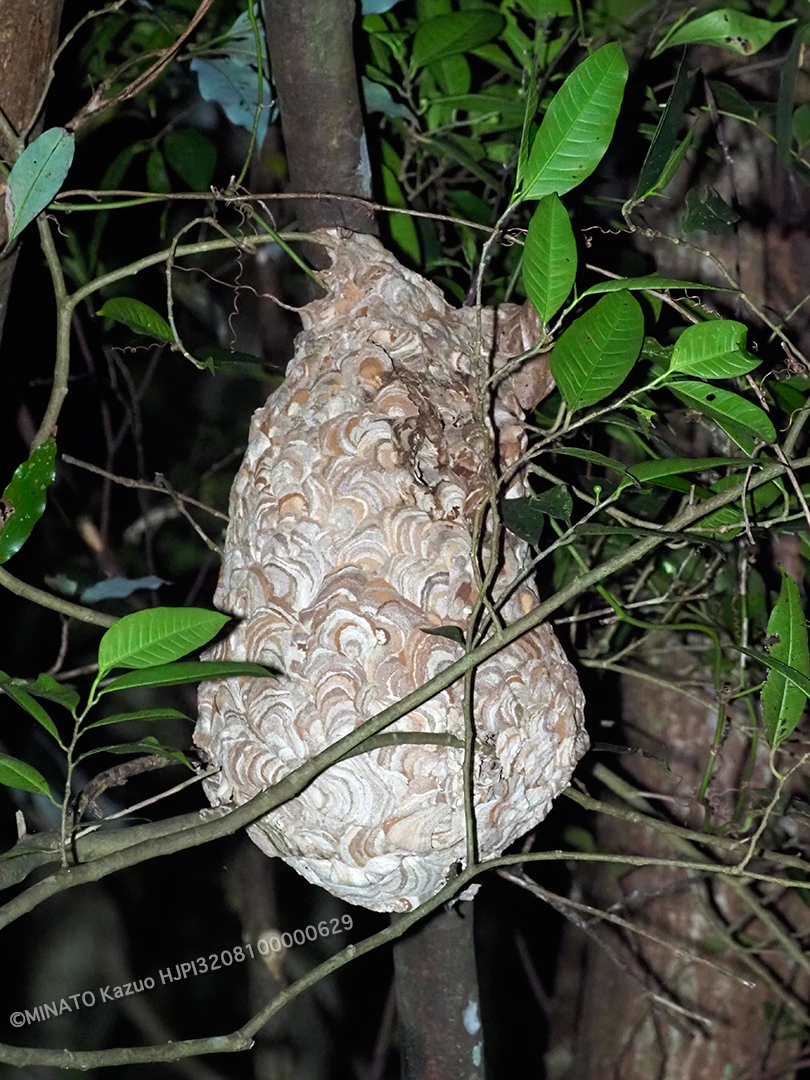 コガタスズメバチ巣