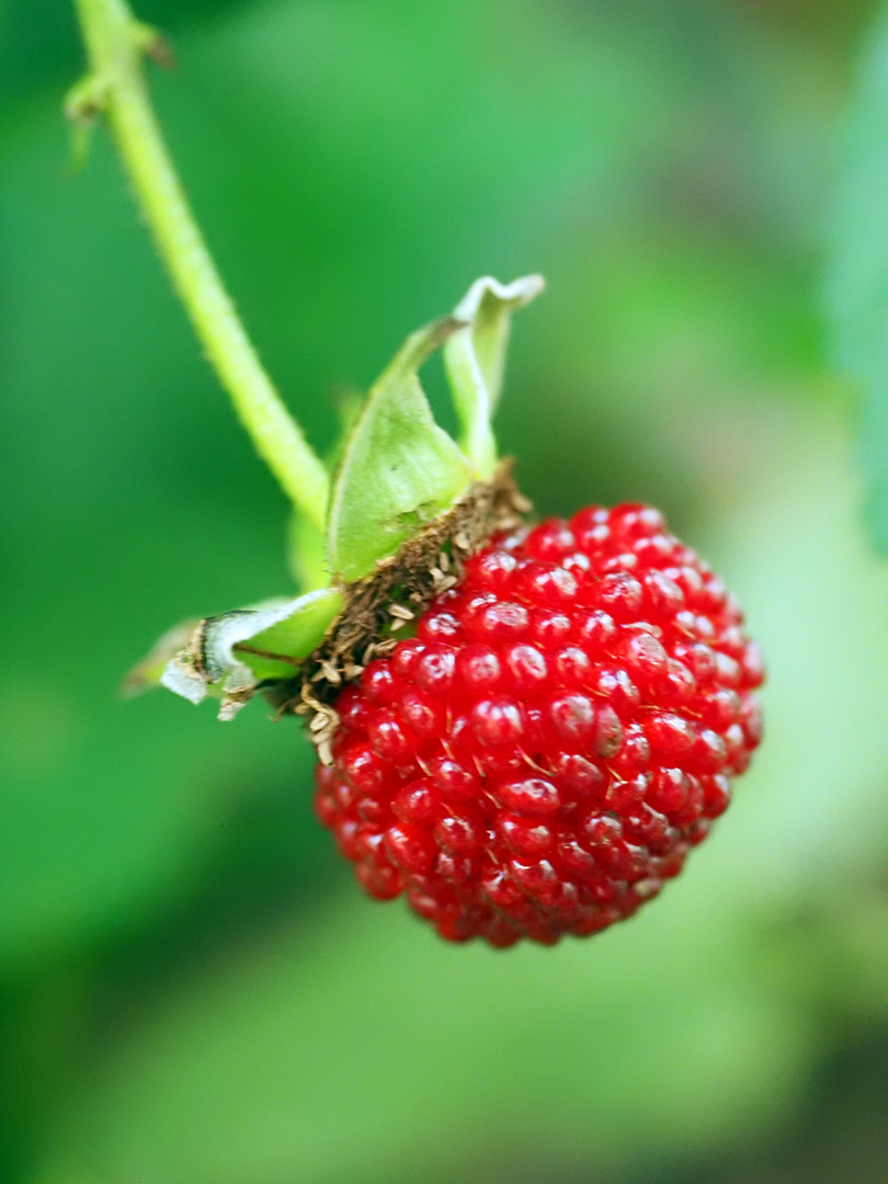 リュウキュウバライチゴ