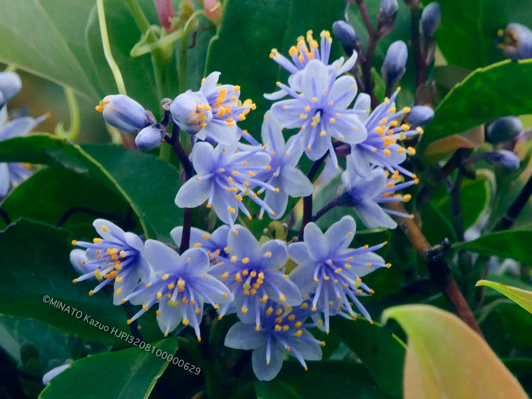 アオバナハイノキ