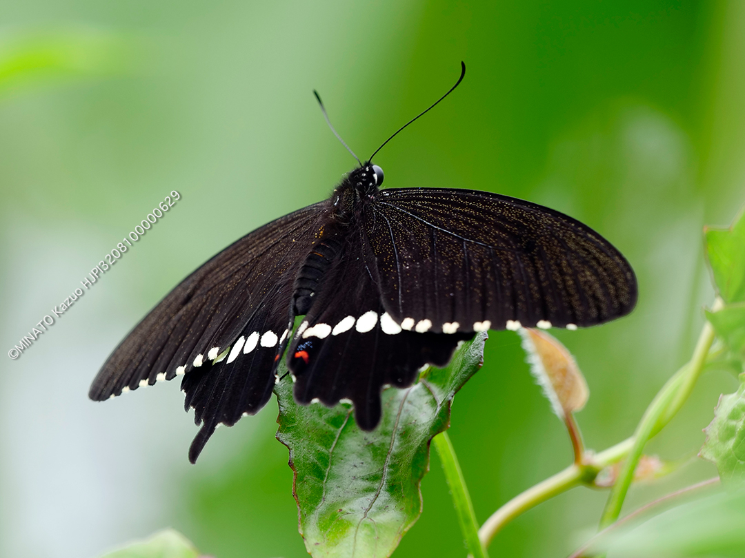 シロオビアゲハ