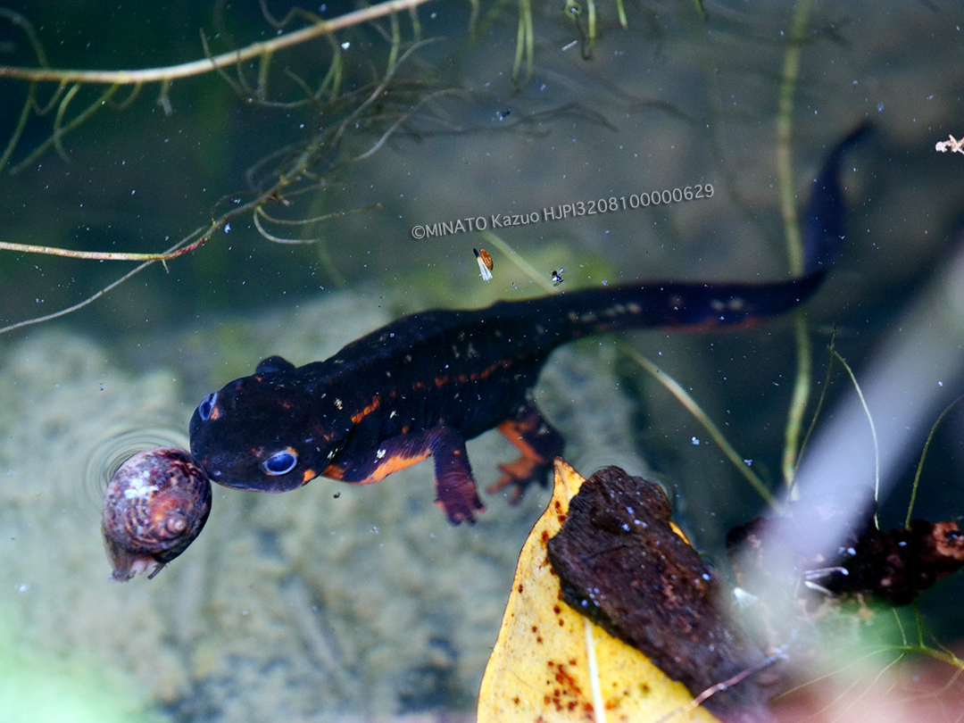 シリケンイモリ