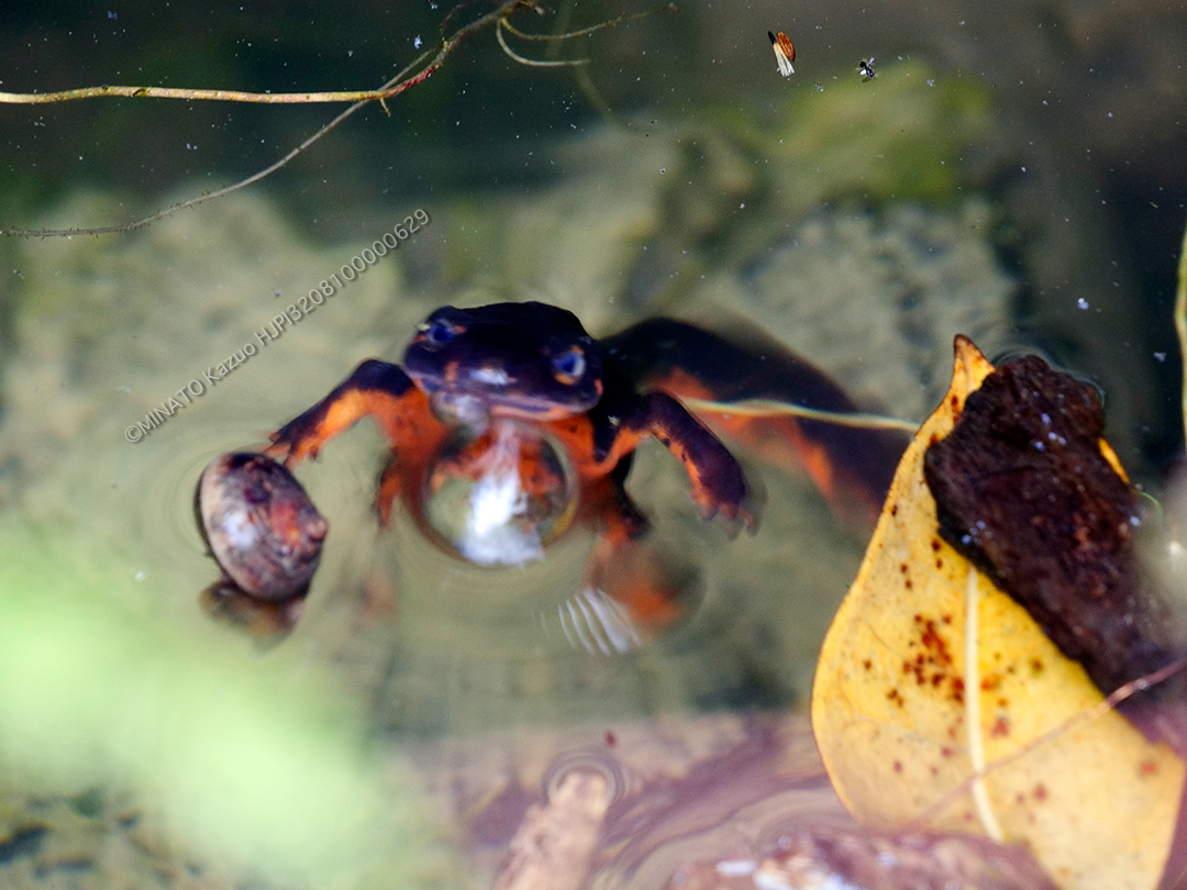 シリケンイモリ