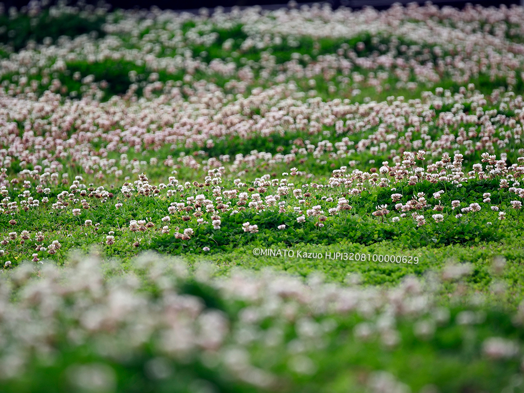 シロツメクサ