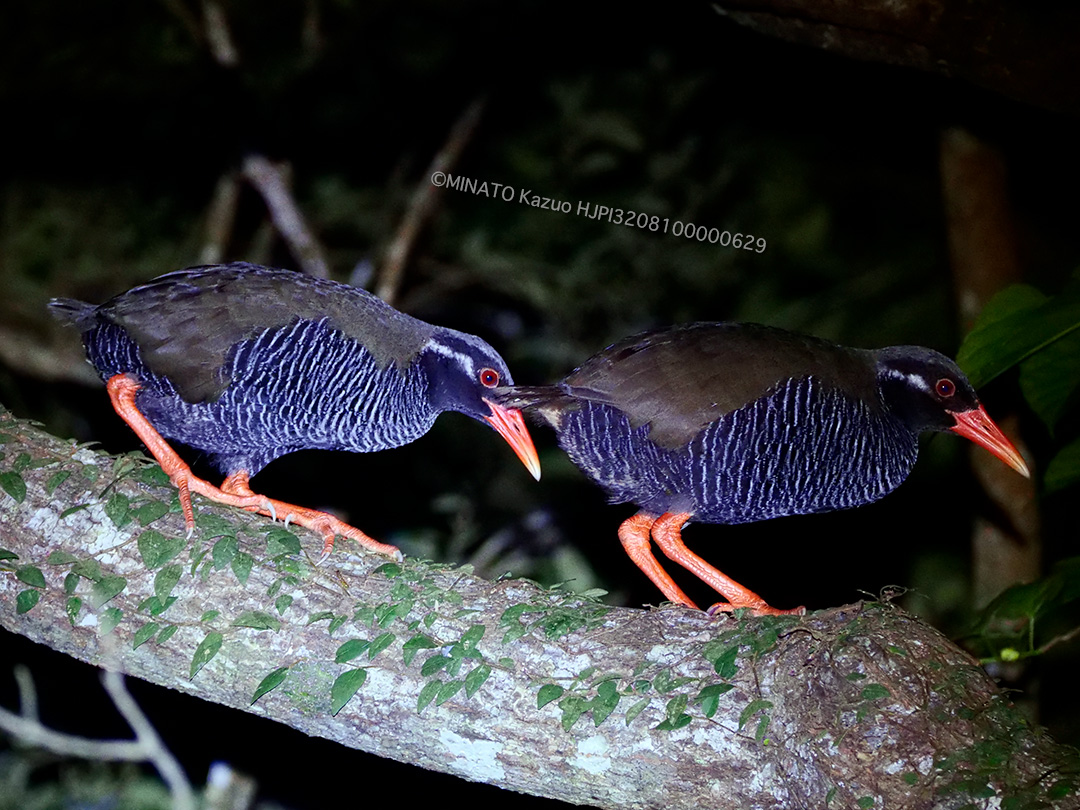 ヤンバルクイナ