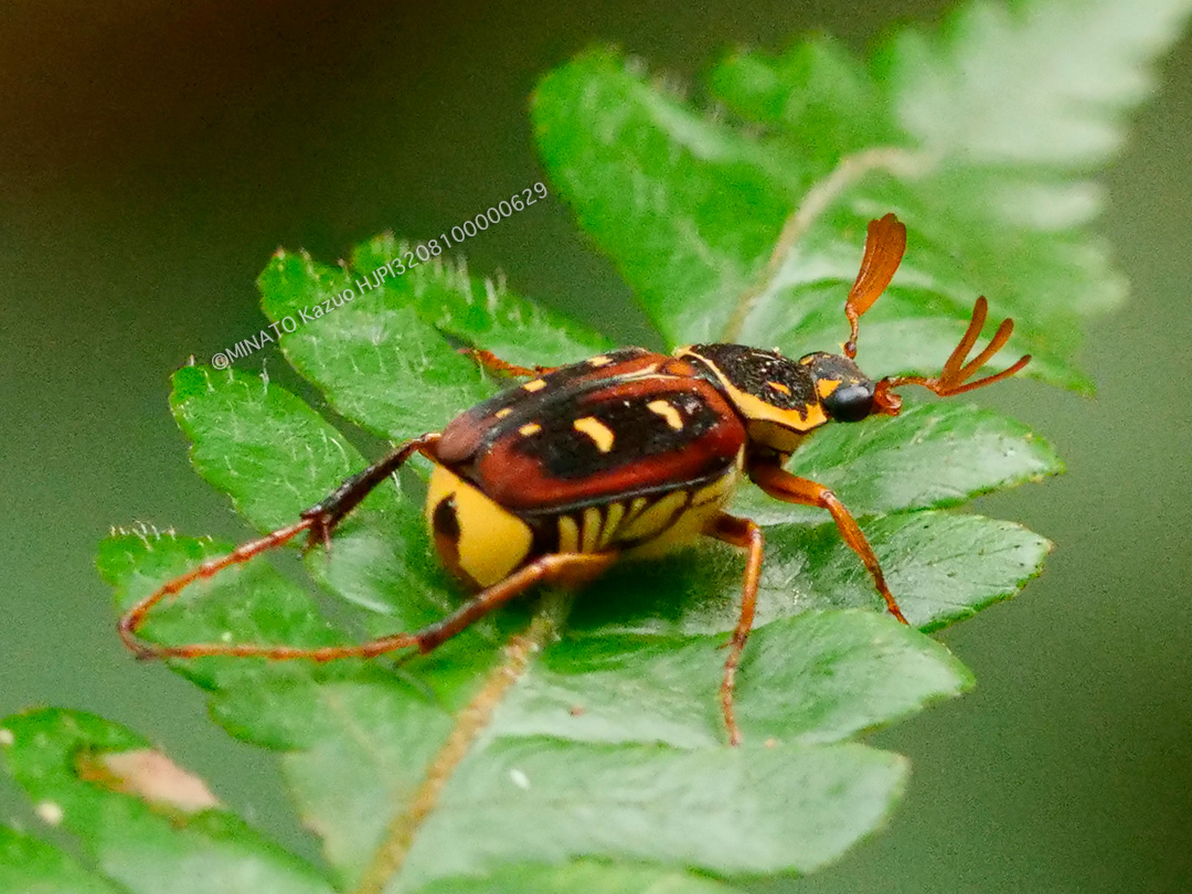 オキナワトラフハナムグリ