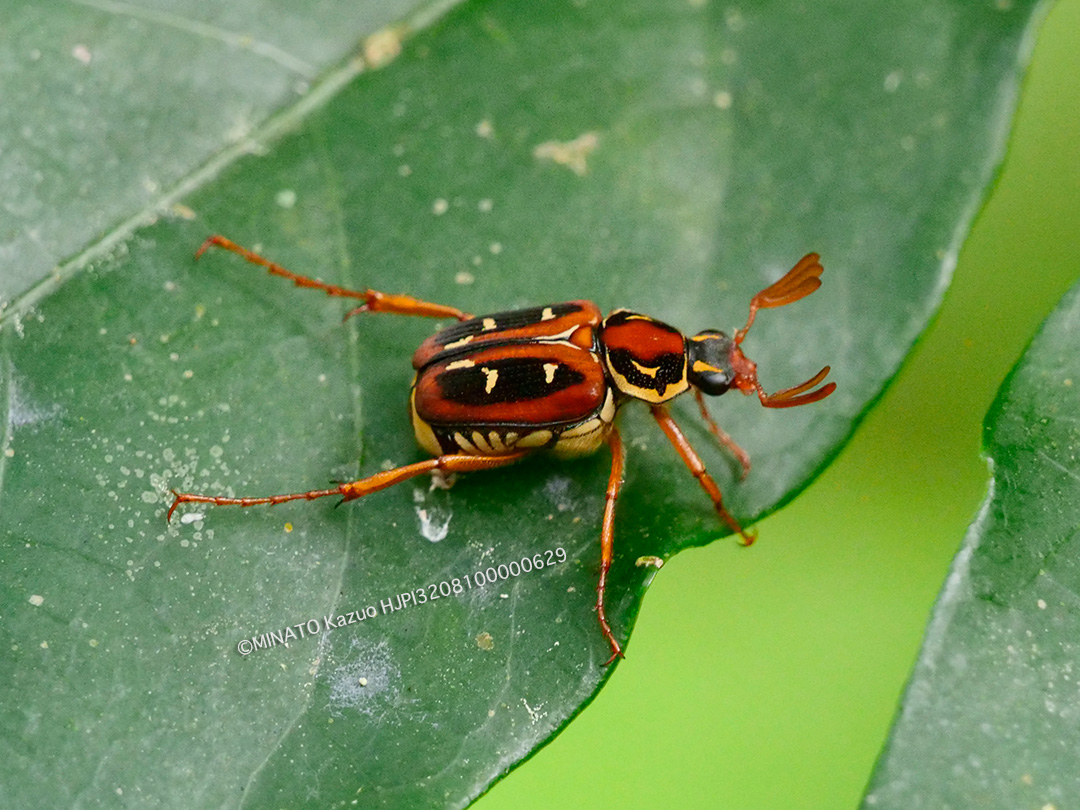 オキナワトラフハナムグリ