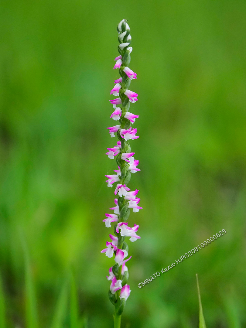 ナンゴクネジバナ