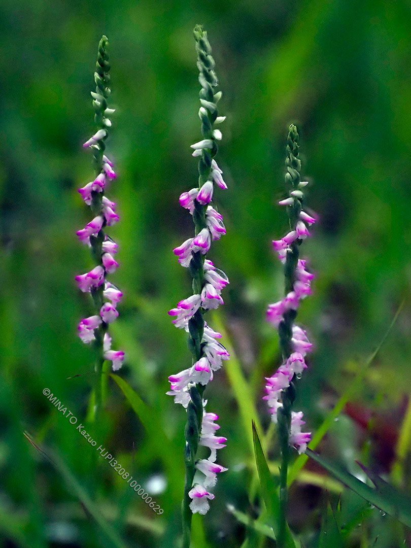 ナンゴクネジバナ