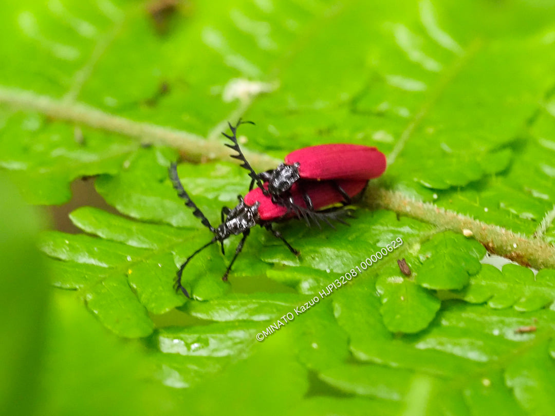 オオシマカクムネベニボタル