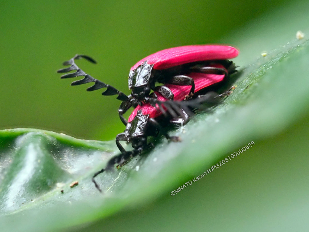 オオシマカクムネベニボタル
