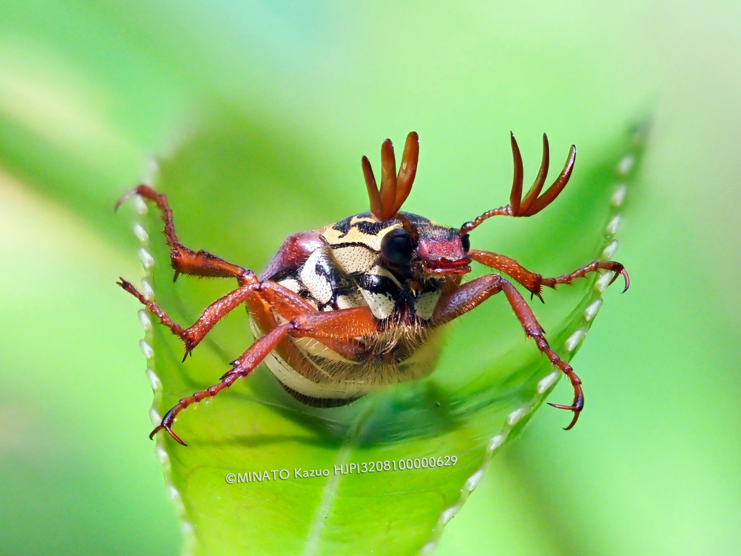 オキナワトラフハナムグリ褐色型雄