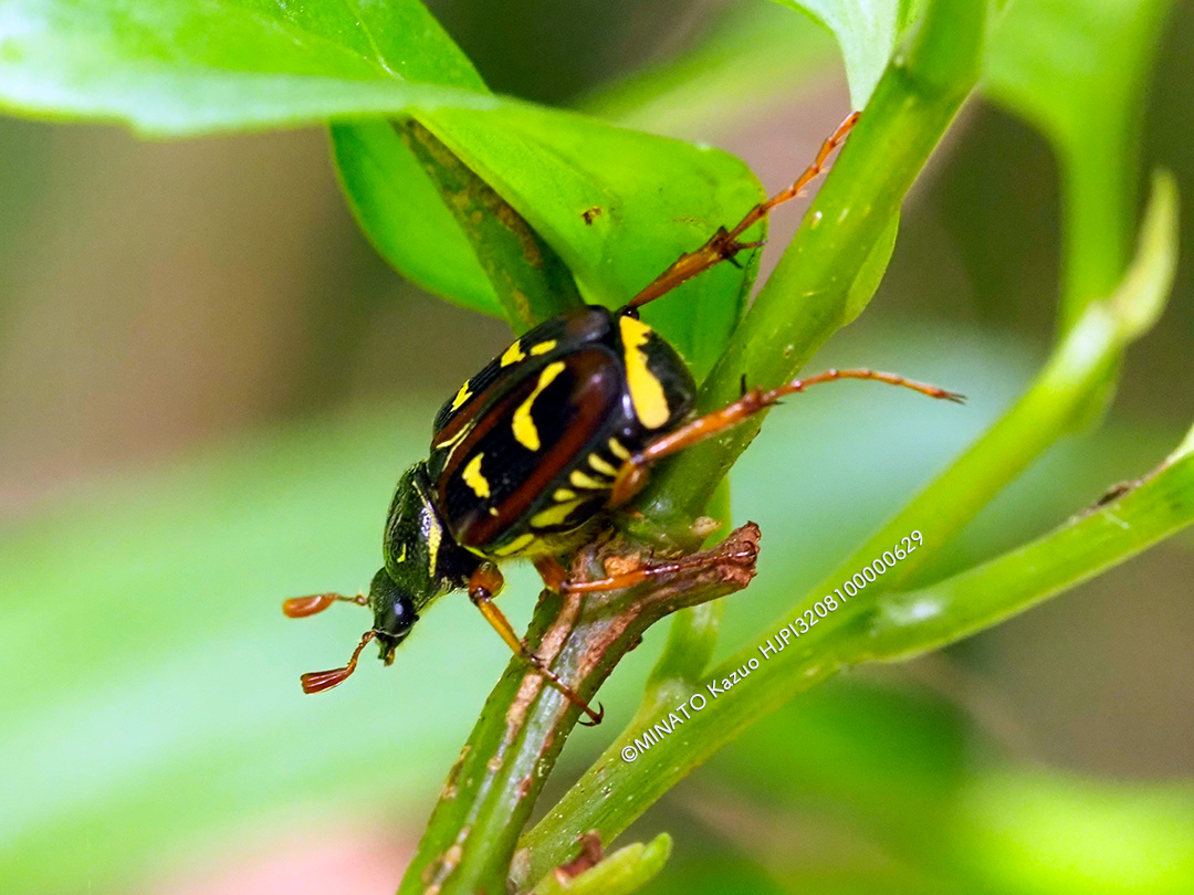オキナワトラフハナムグリ褐色型雌